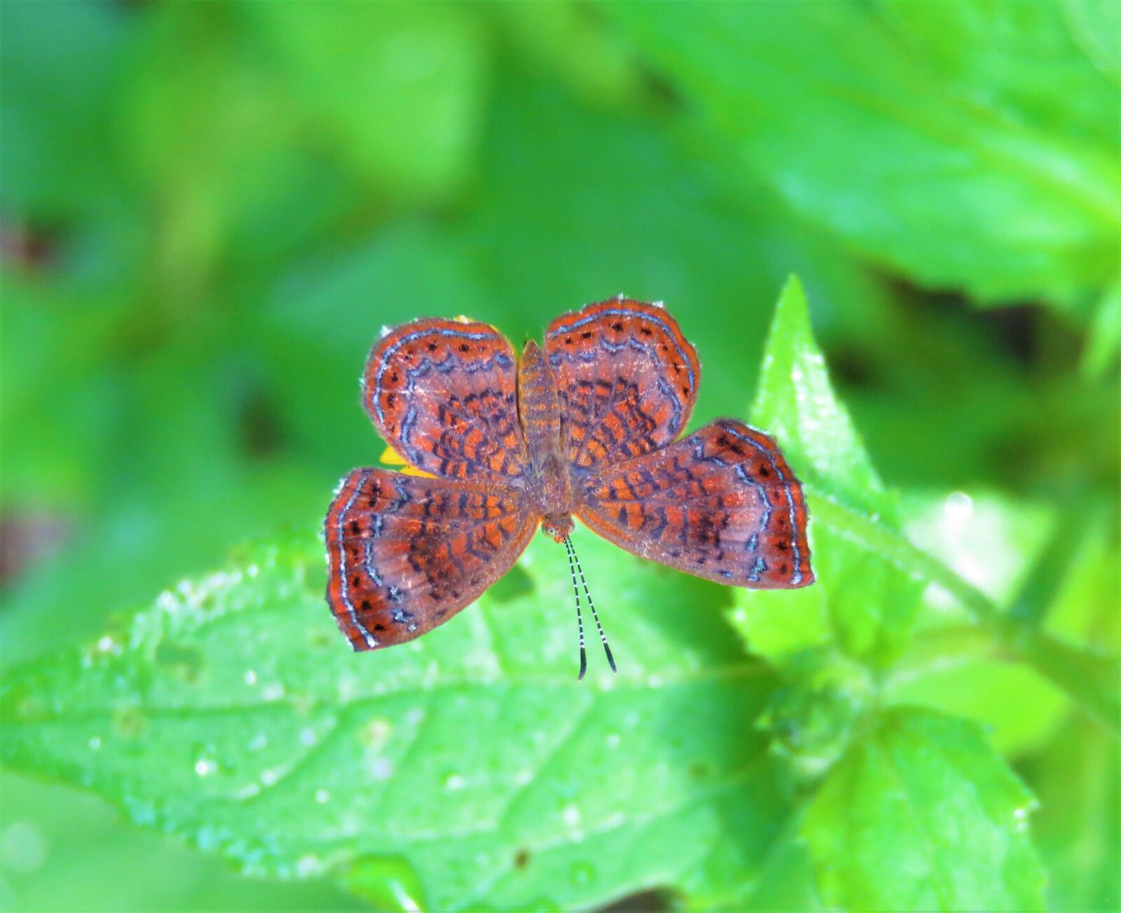 Canon PowerShot SX60 HS sample photo. Butterfly, red, insect photography