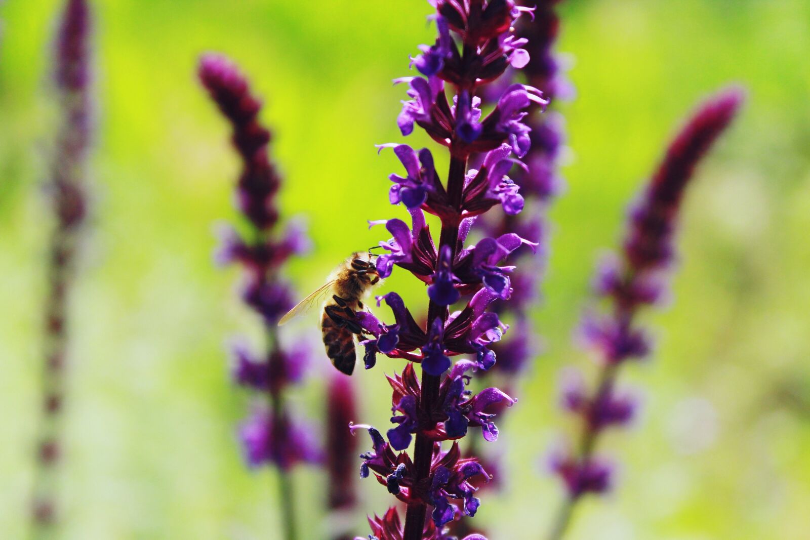 Canon EOS 1200D (EOS Rebel T5 / EOS Kiss X70 / EOS Hi) sample photo. Lavender, bee, insect photography