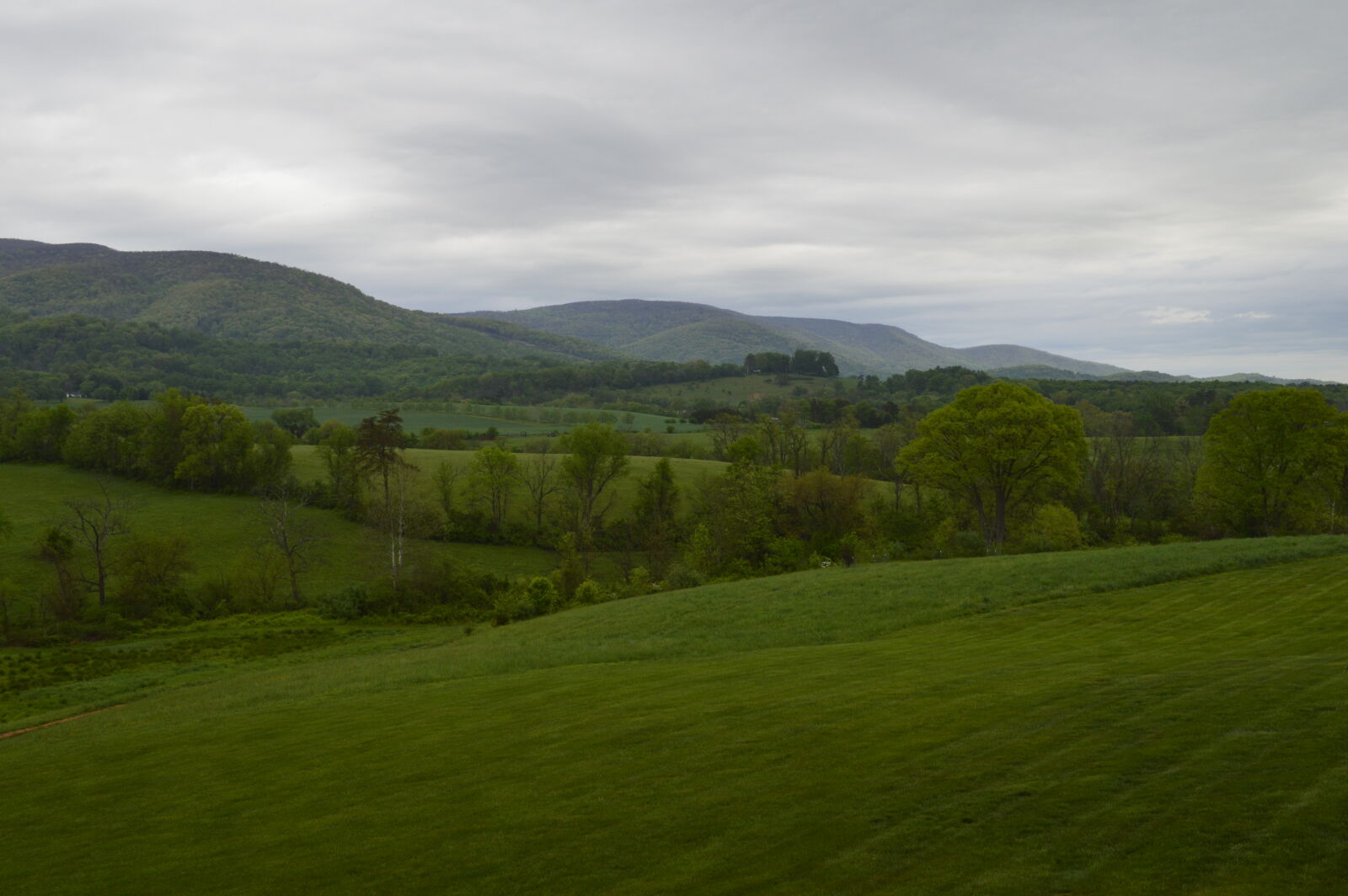 Nikon D3200 sample photo. 2017, ct, evergreen, grass photography