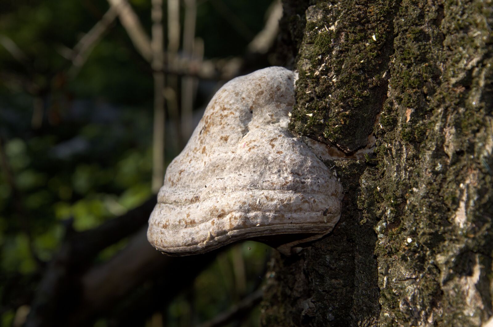 Nikon D3200 sample photo. Fungus, tree, nature photography