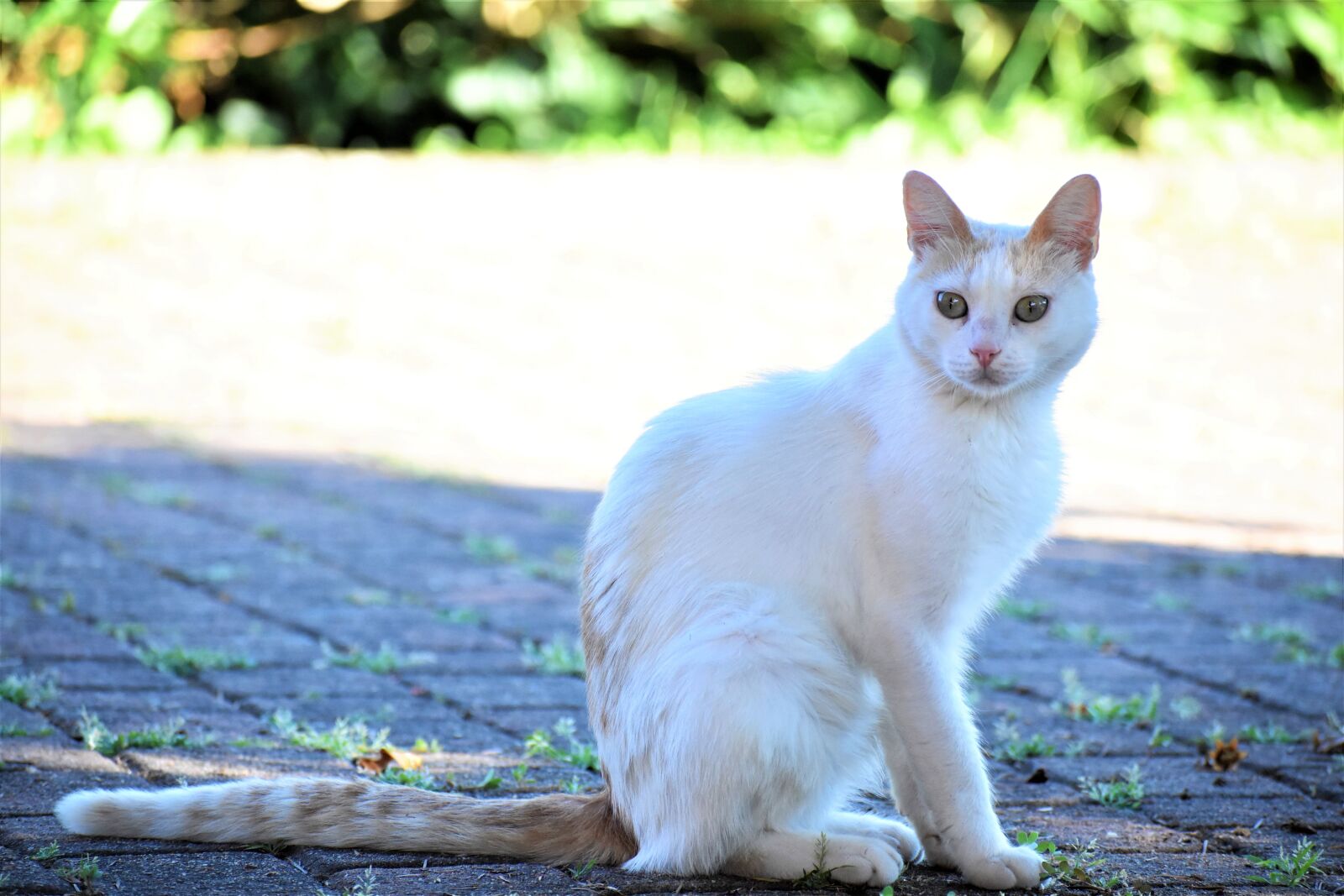 Nikon D3500 sample photo. Cat, feline, white photography