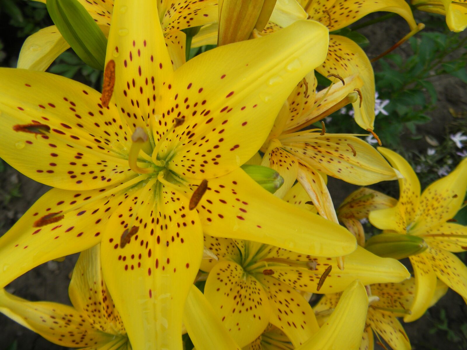 Nikon Coolpix L110 sample photo. Nature, flowers, summer photography
