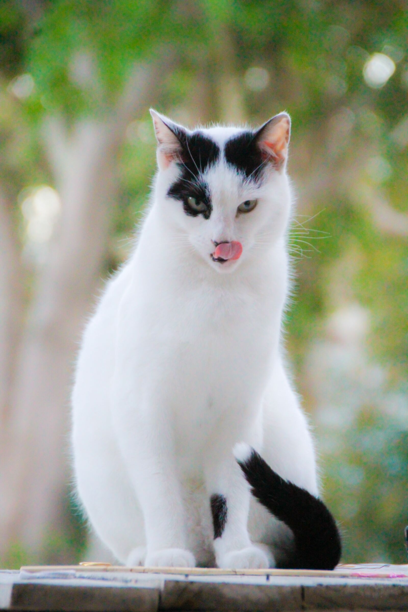 Canon EOS 7D sample photo. Cat, white, kitten photography