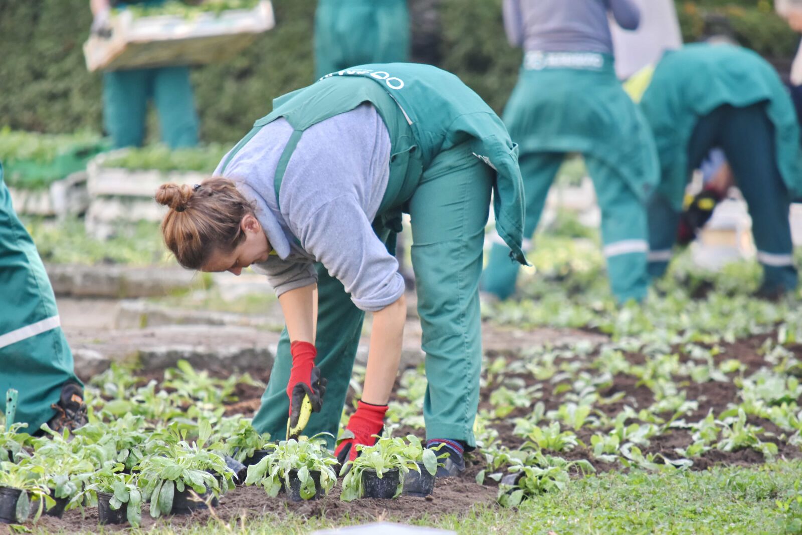 Nikon D5500 sample photo. Employee, flower garden, gardening photography