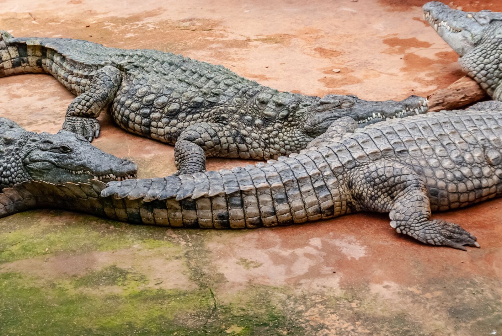 Nikon D80 sample photo. Crocodile, reptile, tortie photography