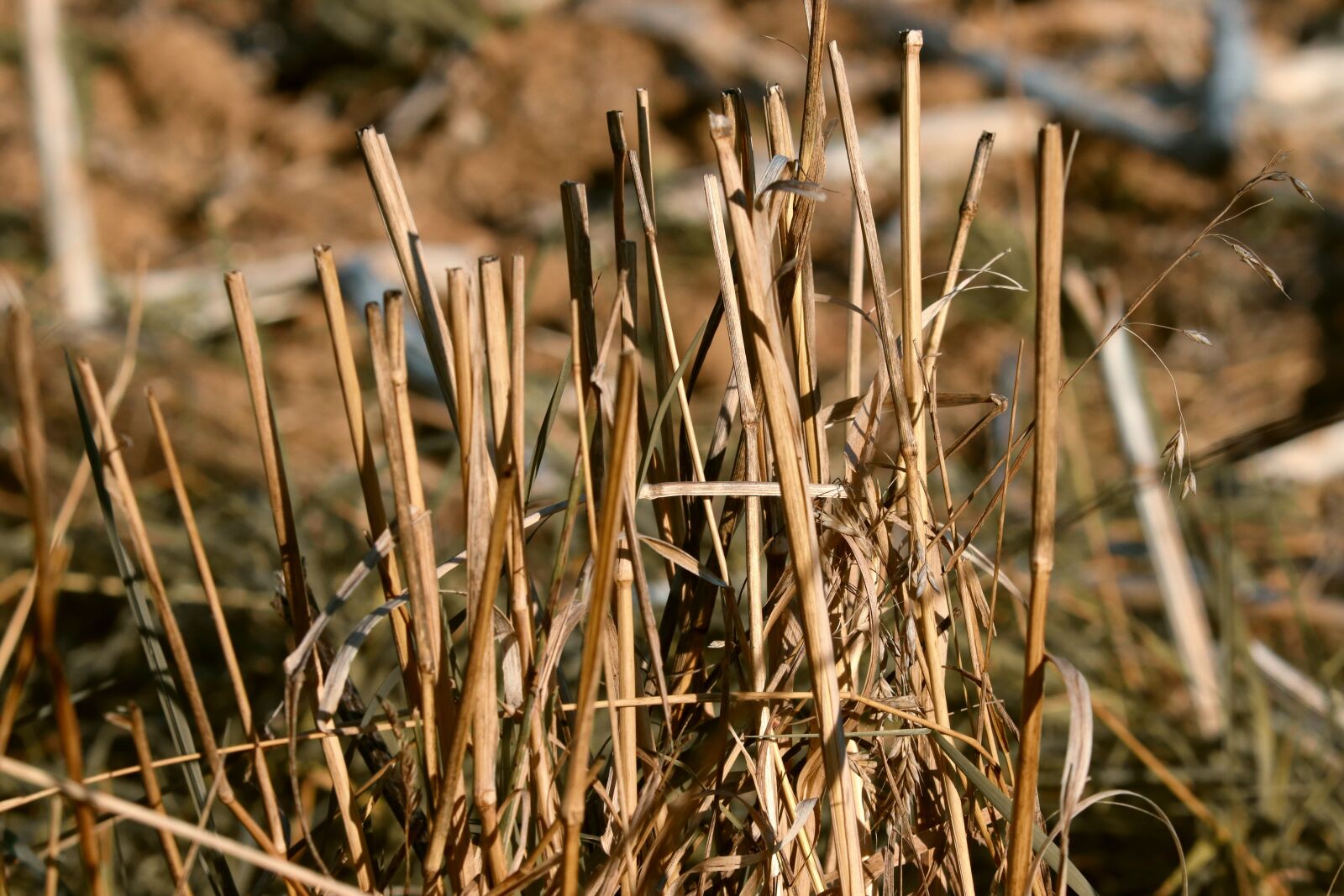 Canon EOS 200D (EOS Rebel SL2 / EOS Kiss X9) sample photo. Straws, corn stalks, halme photography