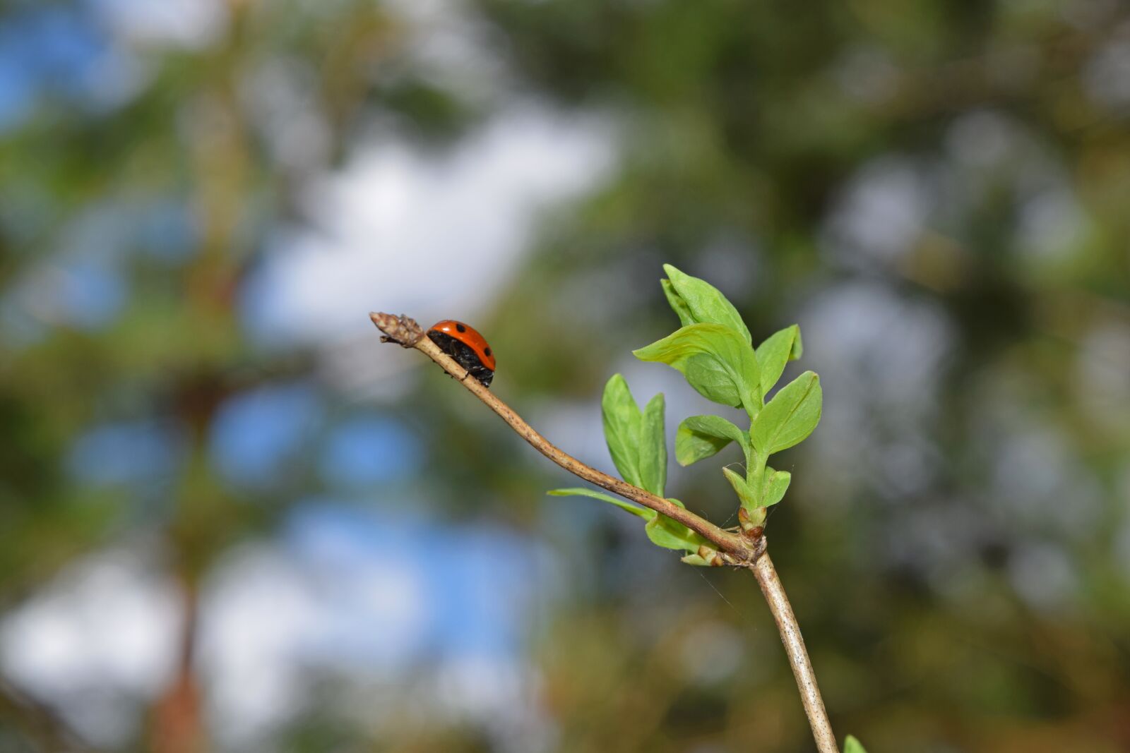 Nikon D5300 sample photo. Ladybug, nature, insect photography