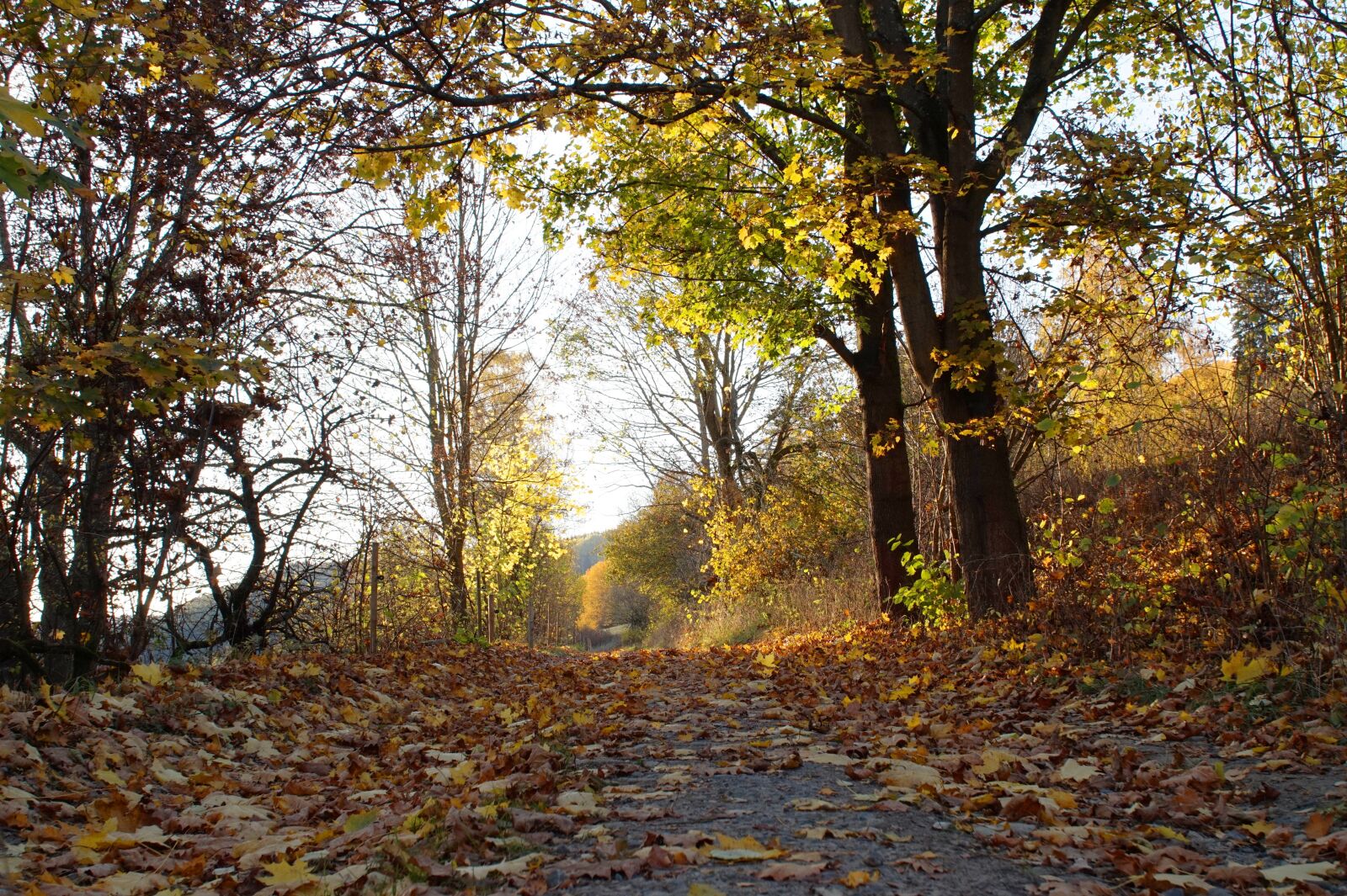 Sony Alpha a5000 (ILCE 5000) sample photo. Lane, leaves, trees photography