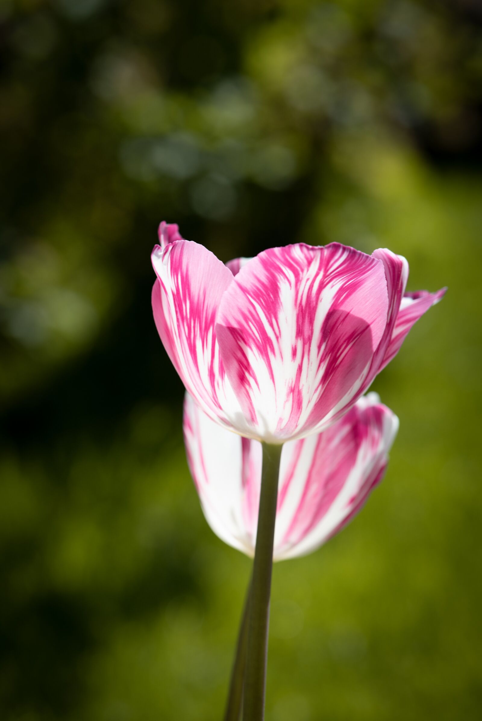 Nikon D750 sample photo. Tulips, flowers, spring photography