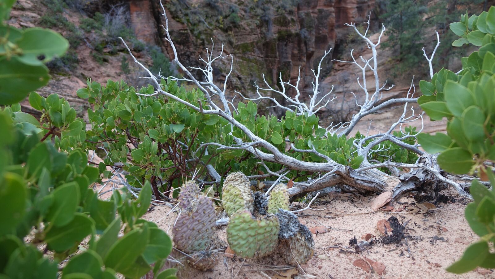 Sony Cyber-shot DSC-RX10 II sample photo. Nature, plant, cactus photography
