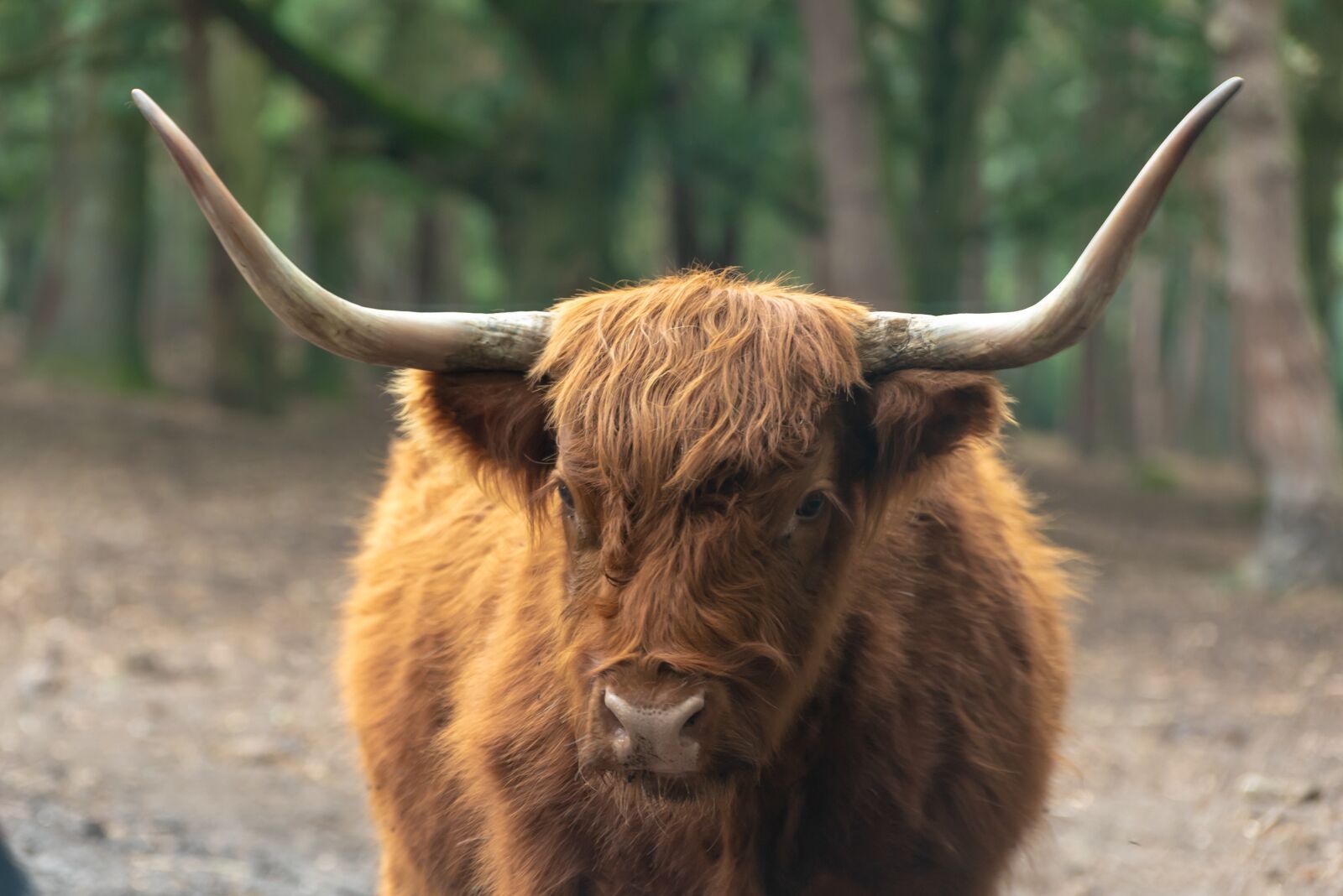 Nikon D750 sample photo. Beekse bergen, hilvarenbeek, park photography