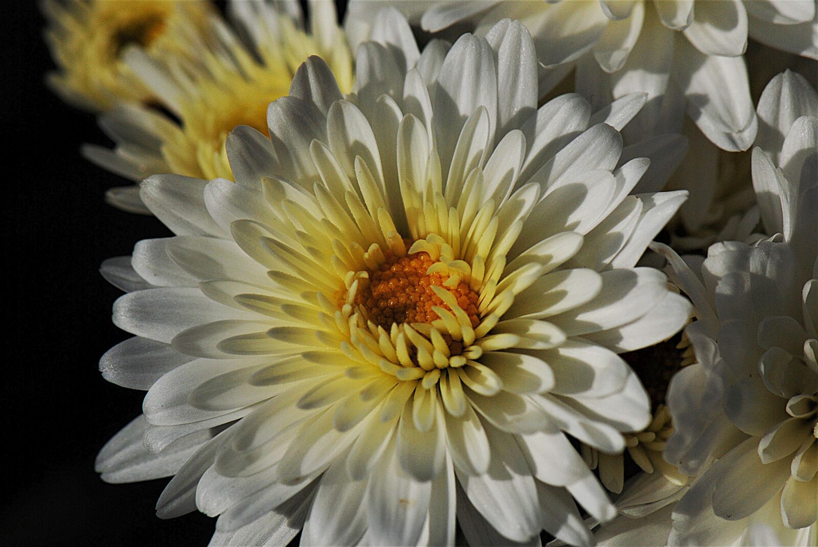 Nikon D80 sample photo. Chrysanthemum, blossom, bloom photography