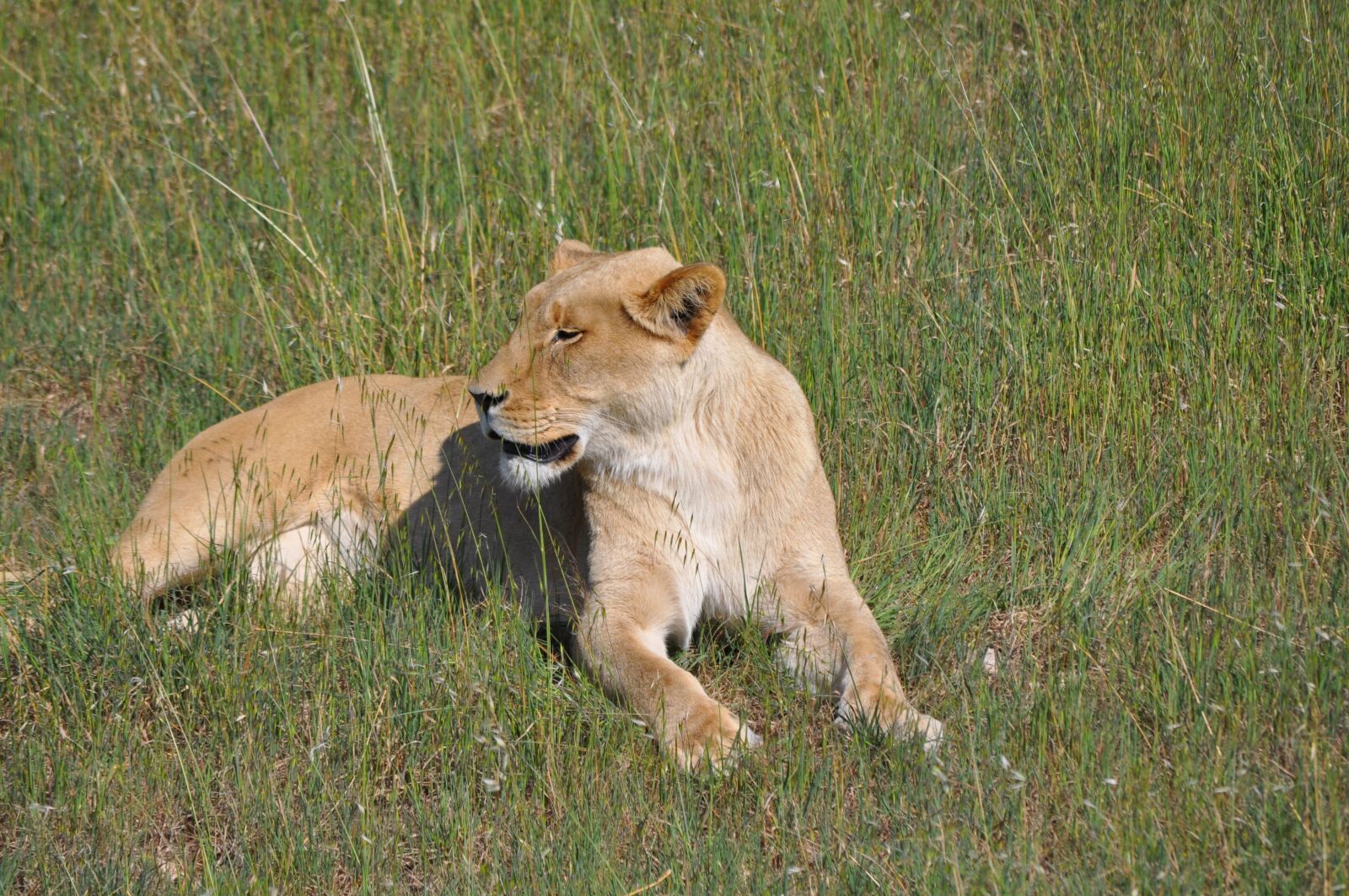 Nikon D5000 sample photo. Monarto zoo, zoo, outdoor photography