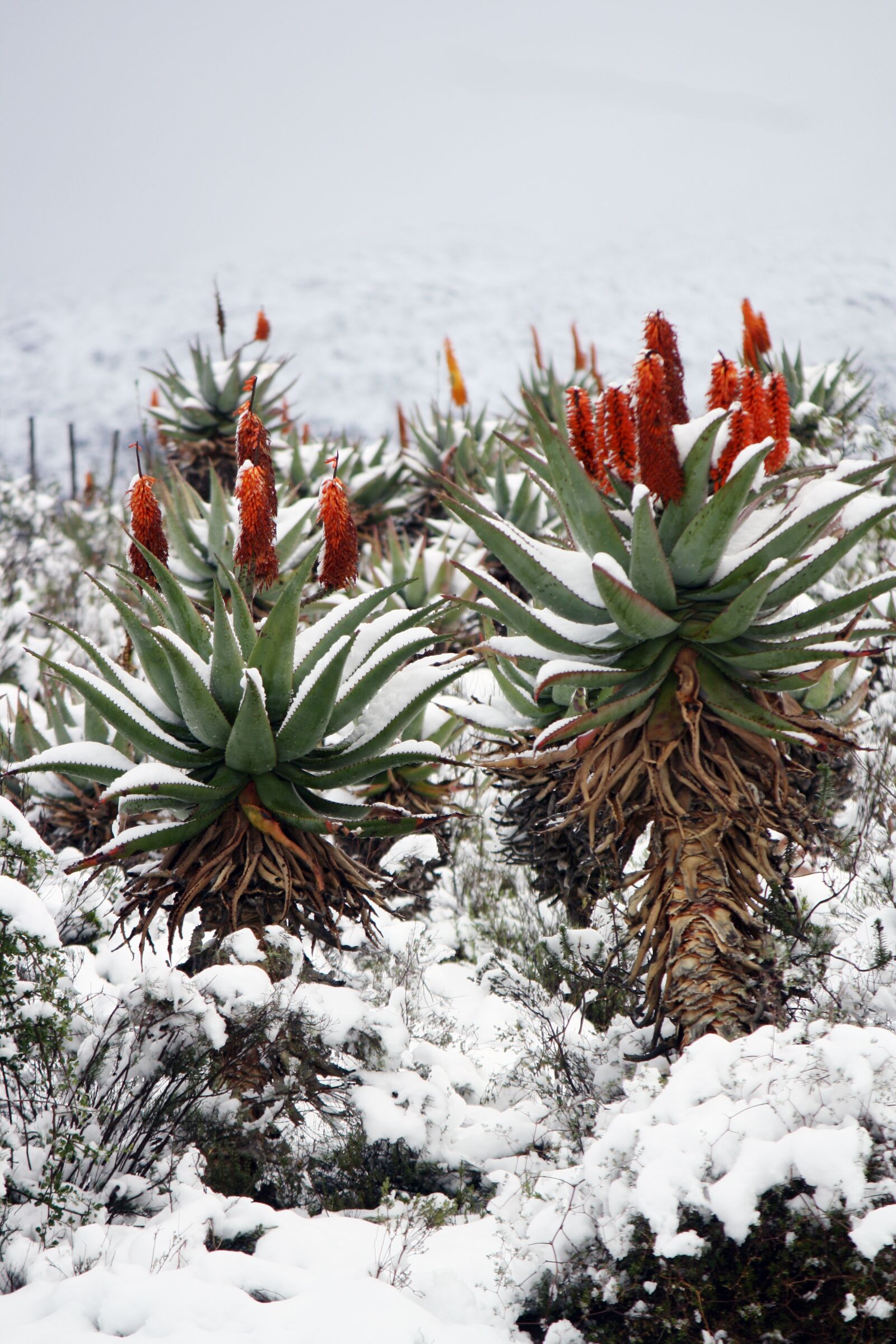Canon EOS 1000D (EOS Digital Rebel XS / EOS Kiss F) sample photo. Aloe vera, snow, landscape photography