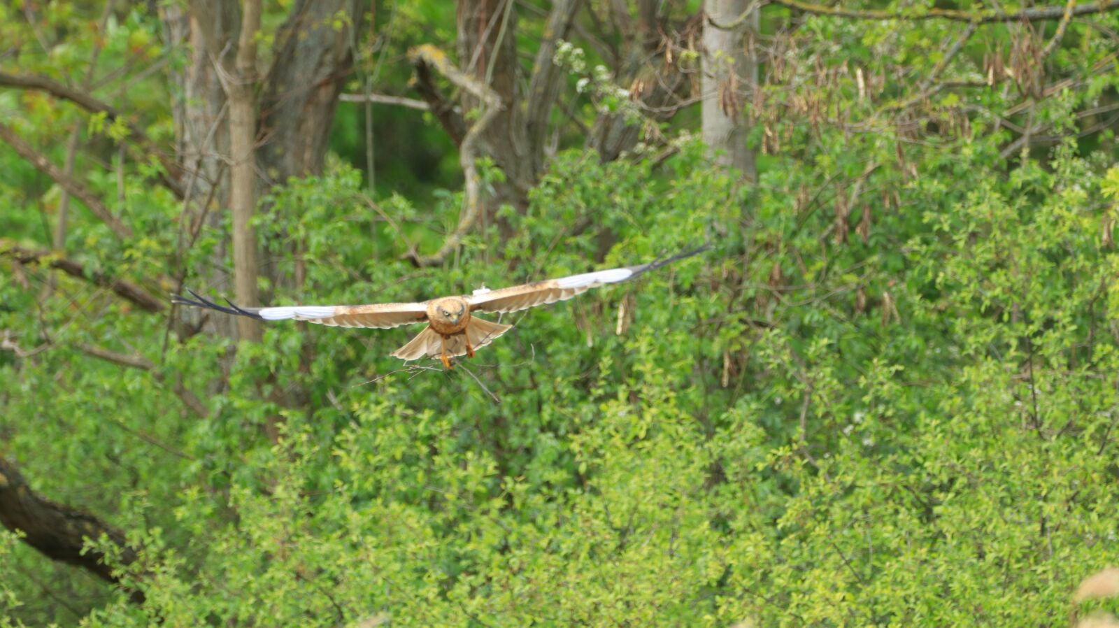 150-600mm F5-6.3 DG OS HSM | Contemporary 015 sample photo. Lake, spring, nature photography