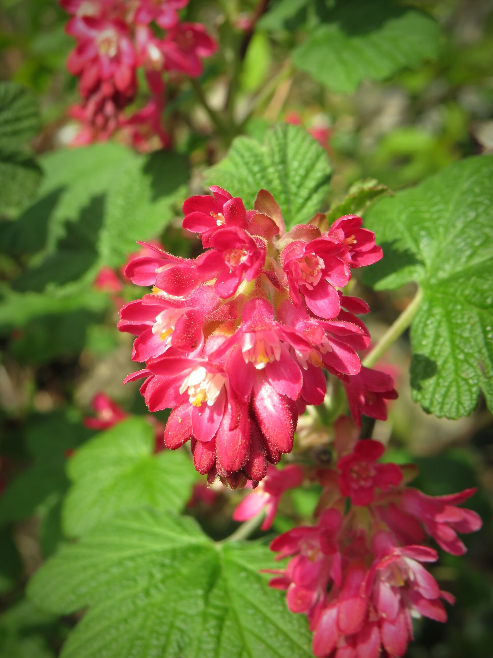 Canon PowerShot SX540 HS sample photo. Corpuscle, blossom, bloom photography