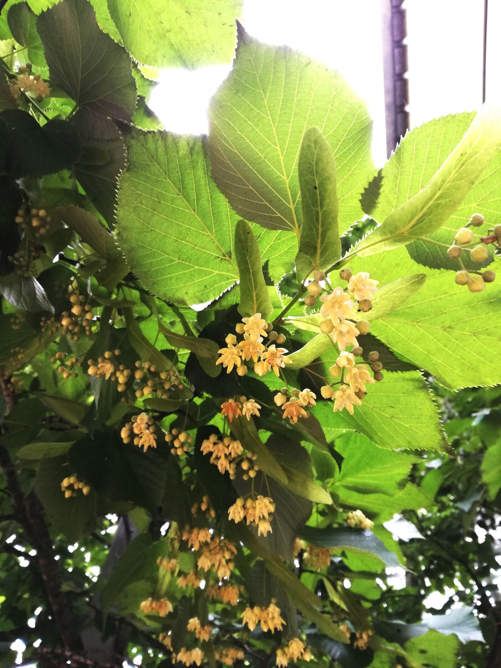 HUAWEI P20 lite sample photo. Linden, til·ler, flower photography