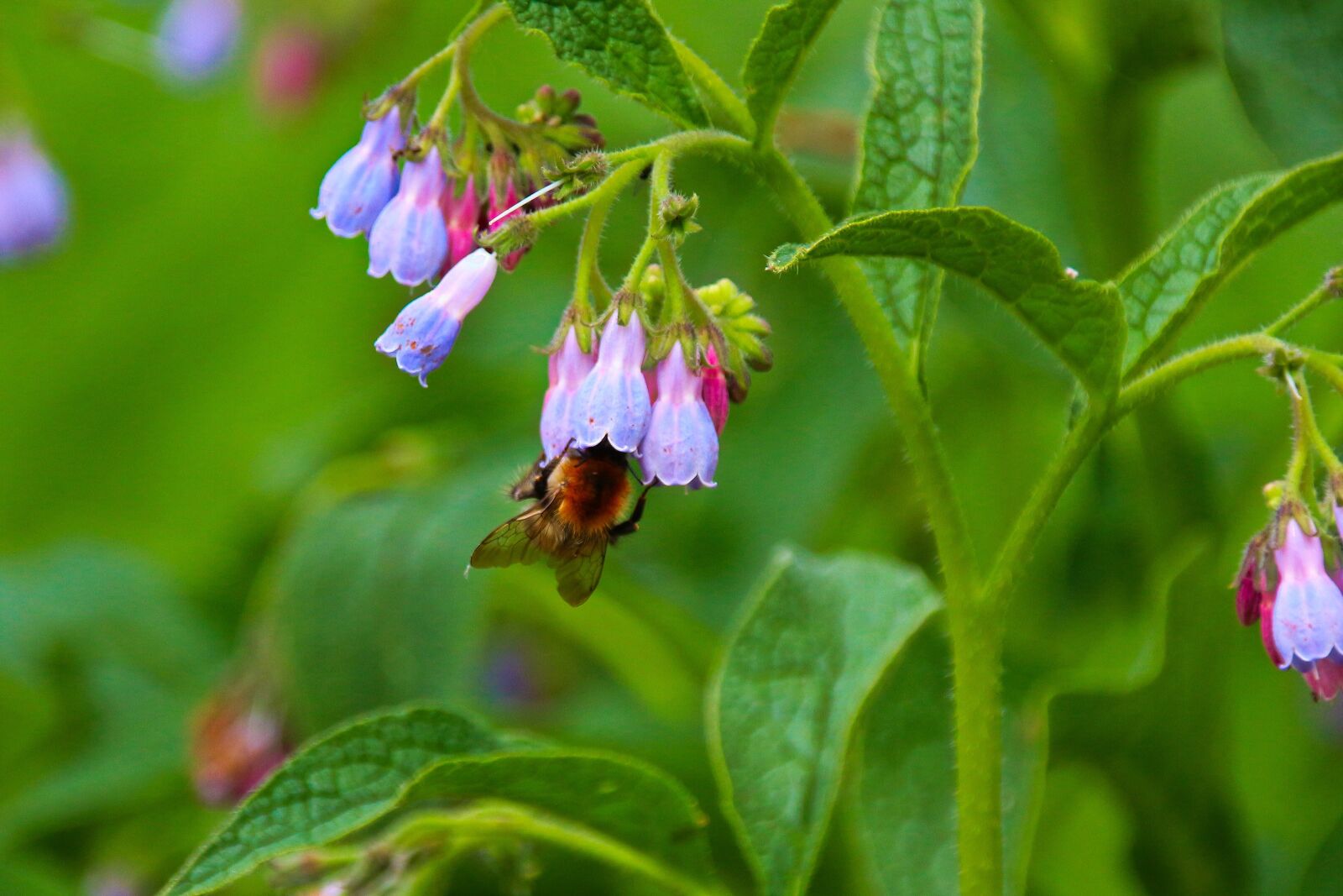 Canon EOS 700D (EOS Rebel T5i / EOS Kiss X7i) sample photo. Hummel, flower, insect photography