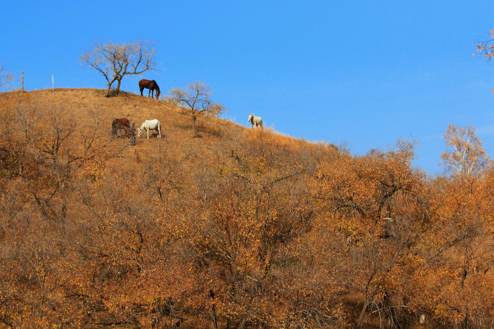 Canon EOS 70D + Canon EF 70-200mm F2.8L IS USM sample photo. Autumn, the scenery, tree photography