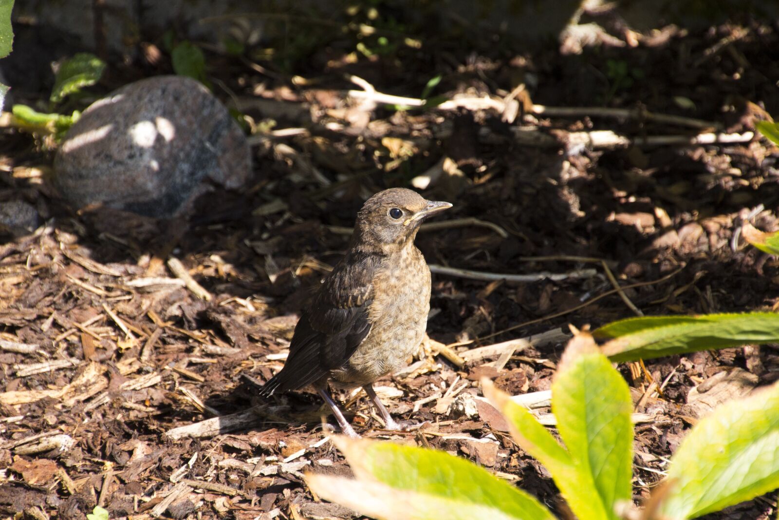 Canon EOS 60D sample photo. Bird, throttle, nature photography
