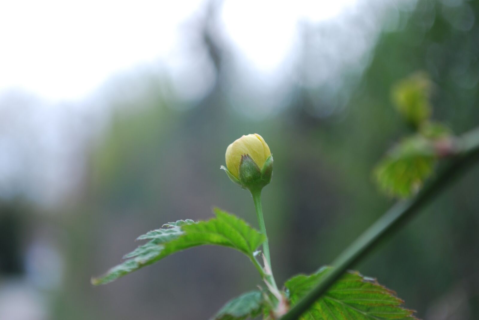 Nikon D60 sample photo. Leaf, nature, plant photography