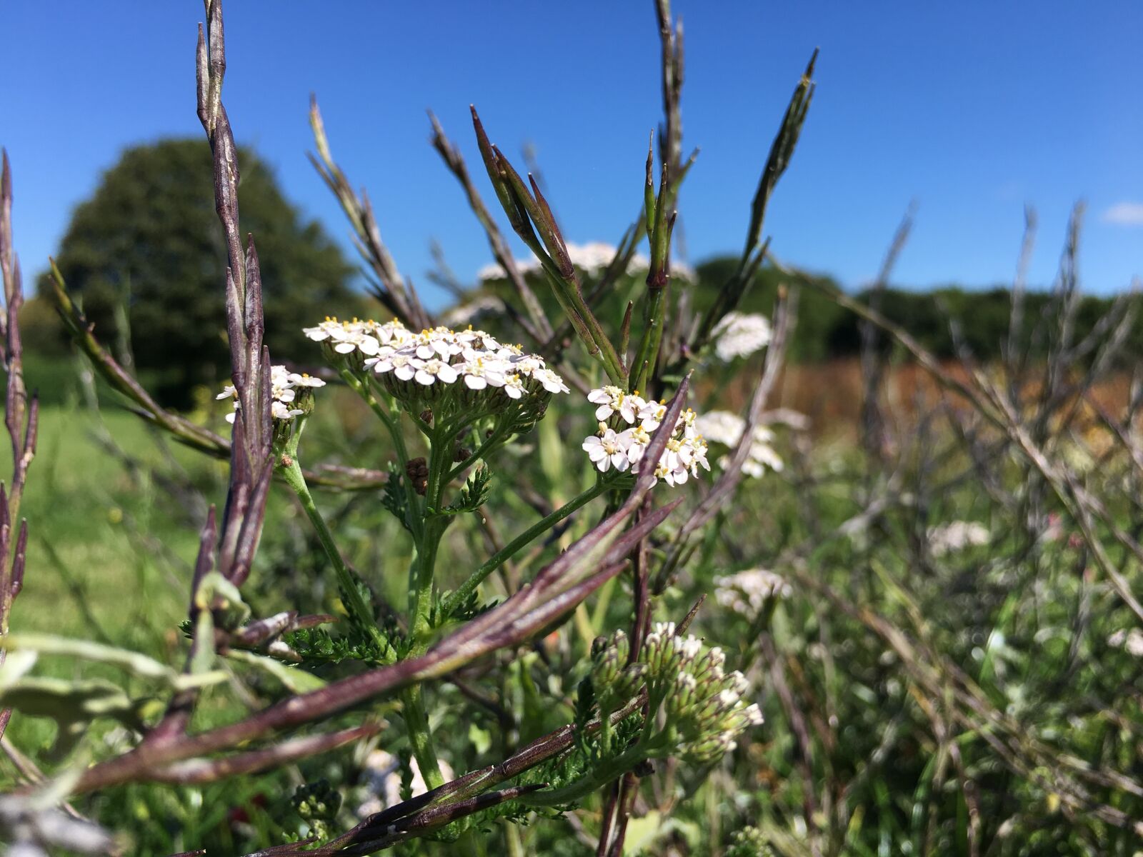 Apple iPhone 6s Plus sample photo. Flower, white, sky photography