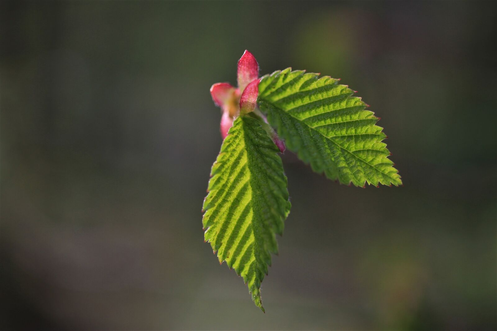 Canon EOS 7D sample photo. Birch, leaves, green photography