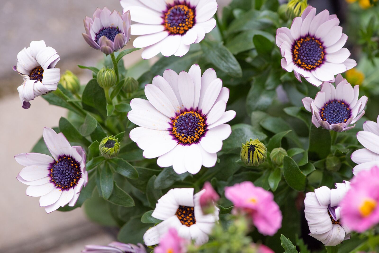 Nikon D750 sample photo. Flowers, white, garden photography