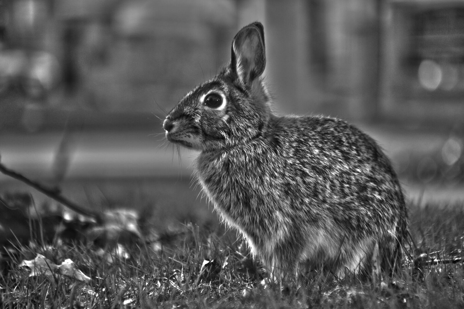 Nikon D5200 sample photo. Outdoors, cute, nature photography