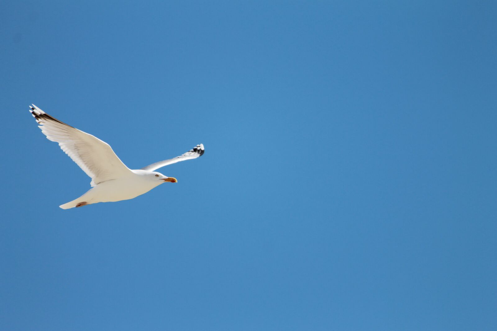 Canon EF-S 55-250mm F4-5.6 IS II sample photo. Seagull, sea, flying photography