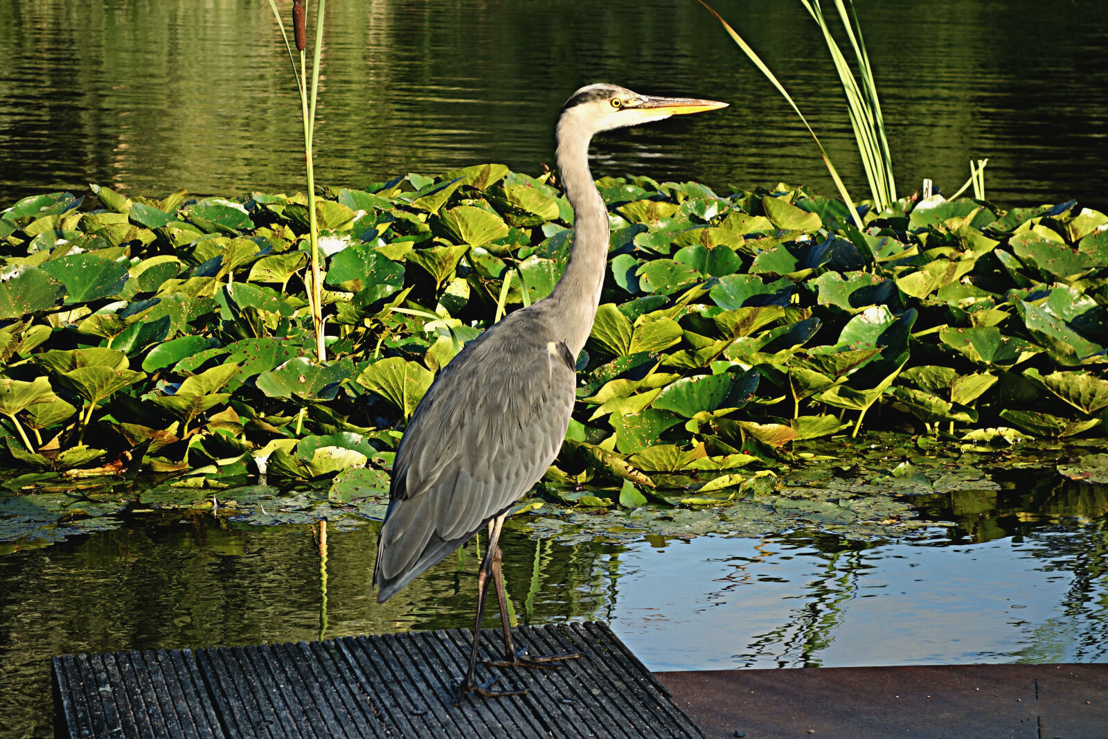 Sony Cyber-shot DSC-RX100 sample photo. Bird, bird, of, prey photography