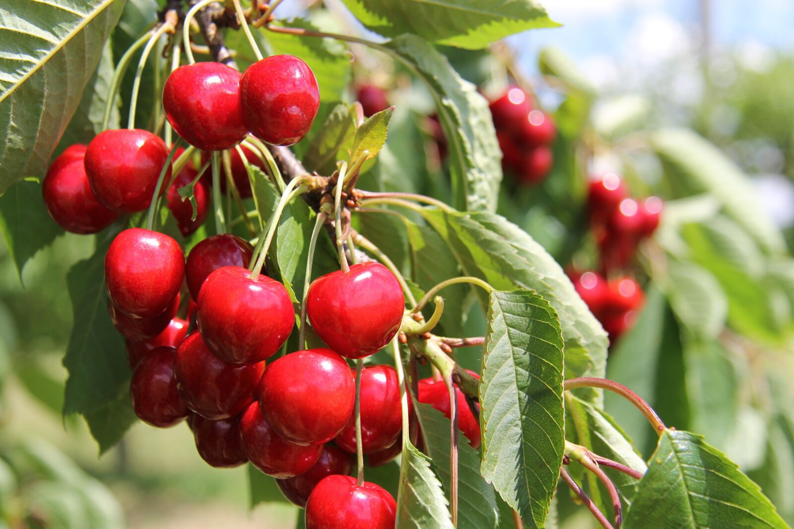 Canon EF-S 17-85mm F4-5.6 IS USM sample photo. Cherries, cherry tree, branch photography