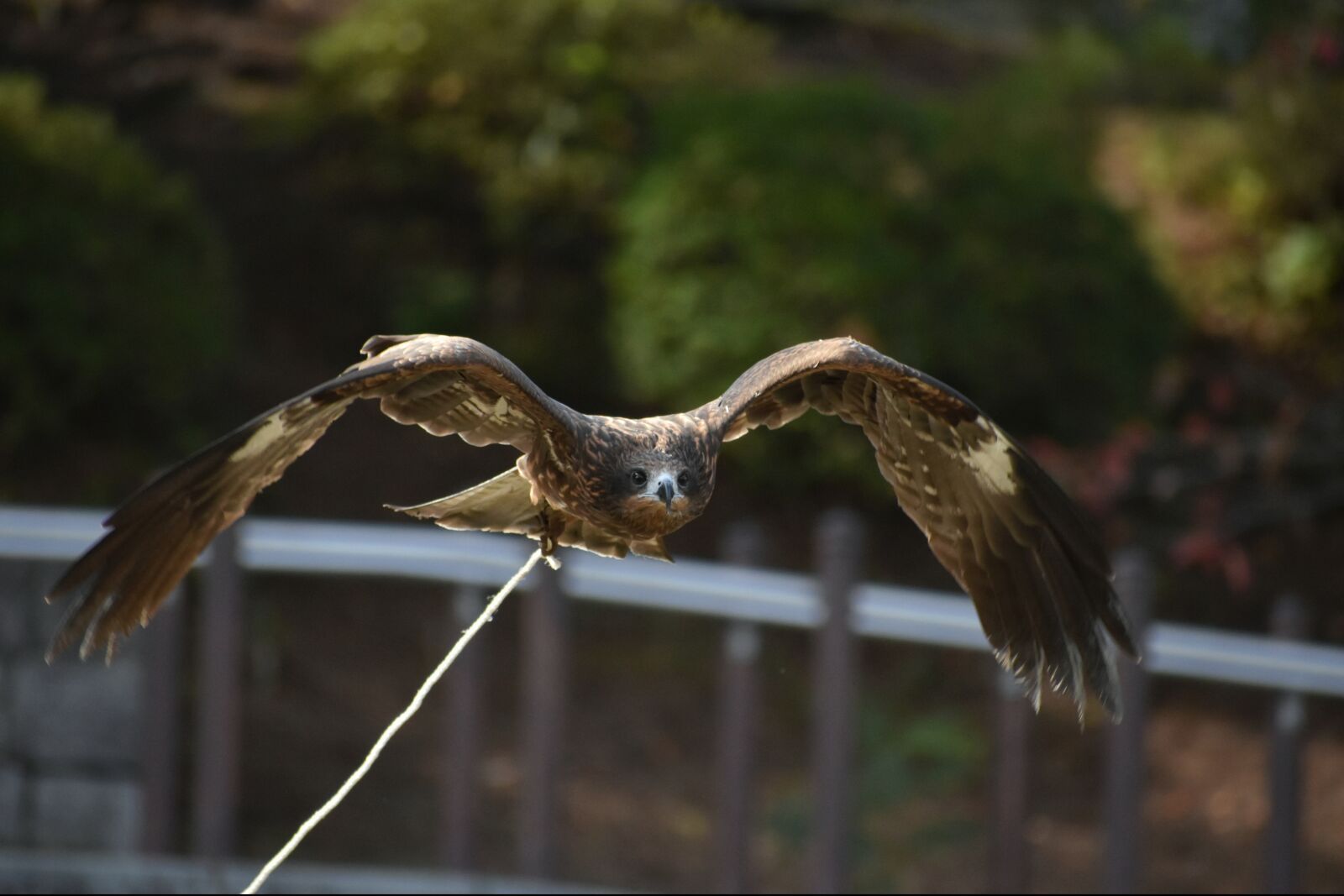 Nikon D7200 sample photo. Animal, natural park, bird photography
