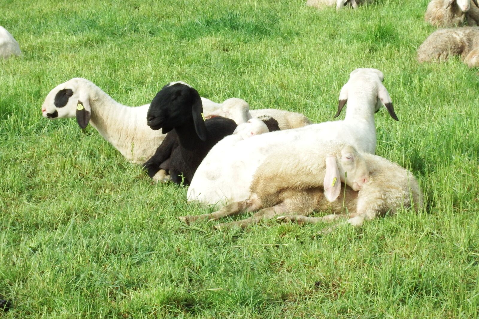Fujifilm FinePix S1 sample photo. Sheep, pasture, wool photography