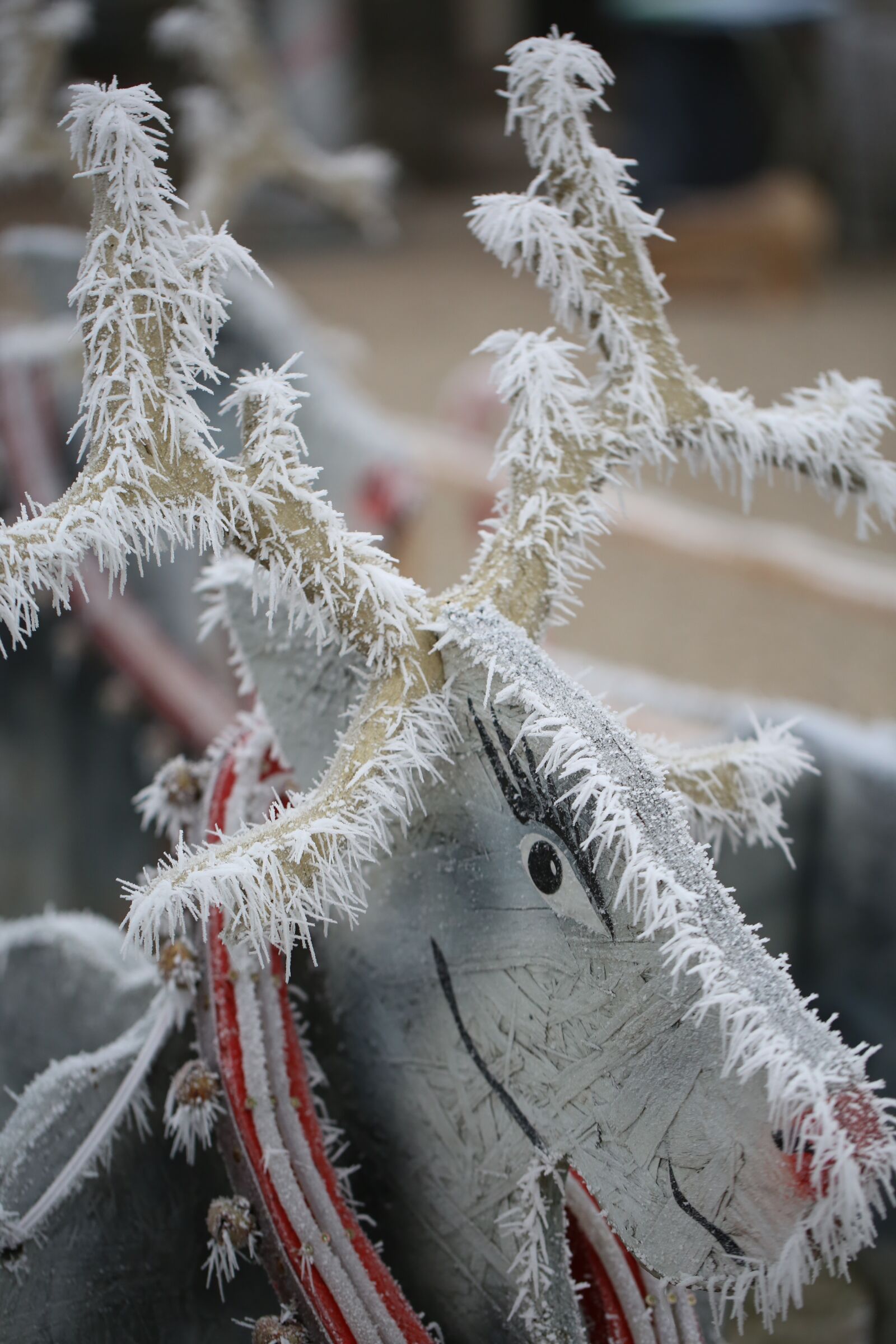 Canon EF 100mm F2.8L Macro IS USM sample photo. Hoarfrost, cold, reindeer photography