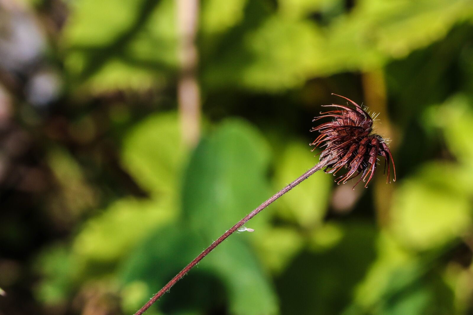 Canon EOS 7D Mark II sample photo. Growth, nature, macro photography