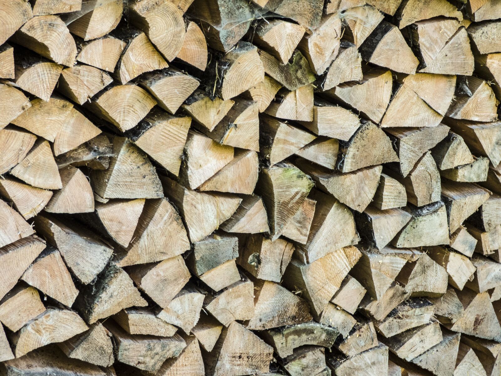 Panasonic DMC-FZ72 sample photo. Wood, firewood, growing stock photography