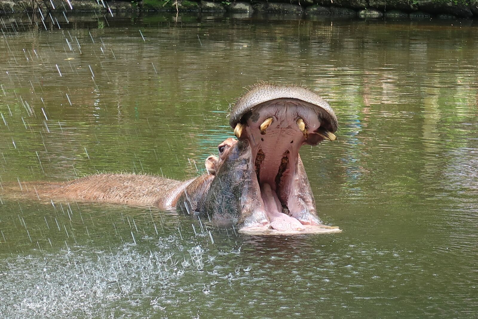 Canon PowerShot G7 X Mark II sample photo. Hippo, predator, teeth photography