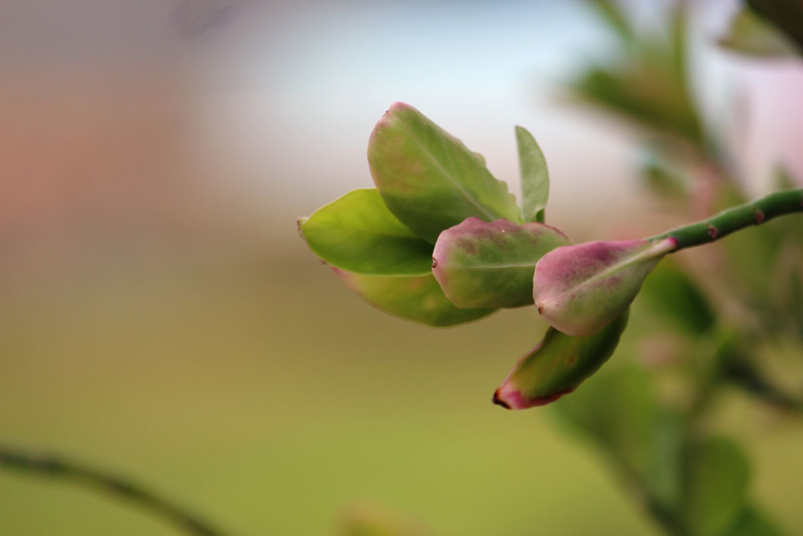 Canon EOS 700D (EOS Rebel T5i / EOS Kiss X7i) sample photo. Leafs, plant, green photography