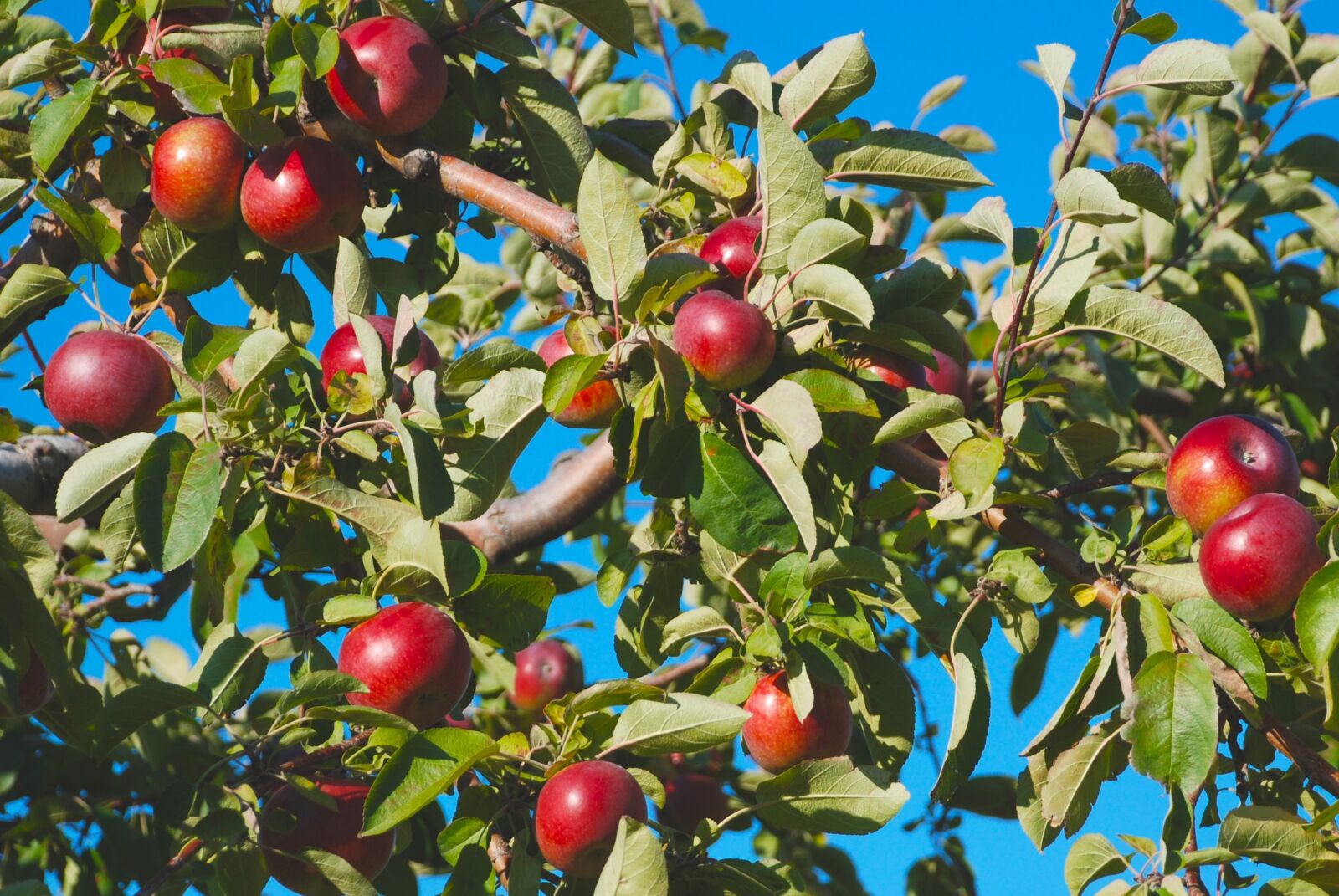 Nikon D80 sample photo. Nature, tree, apple photography