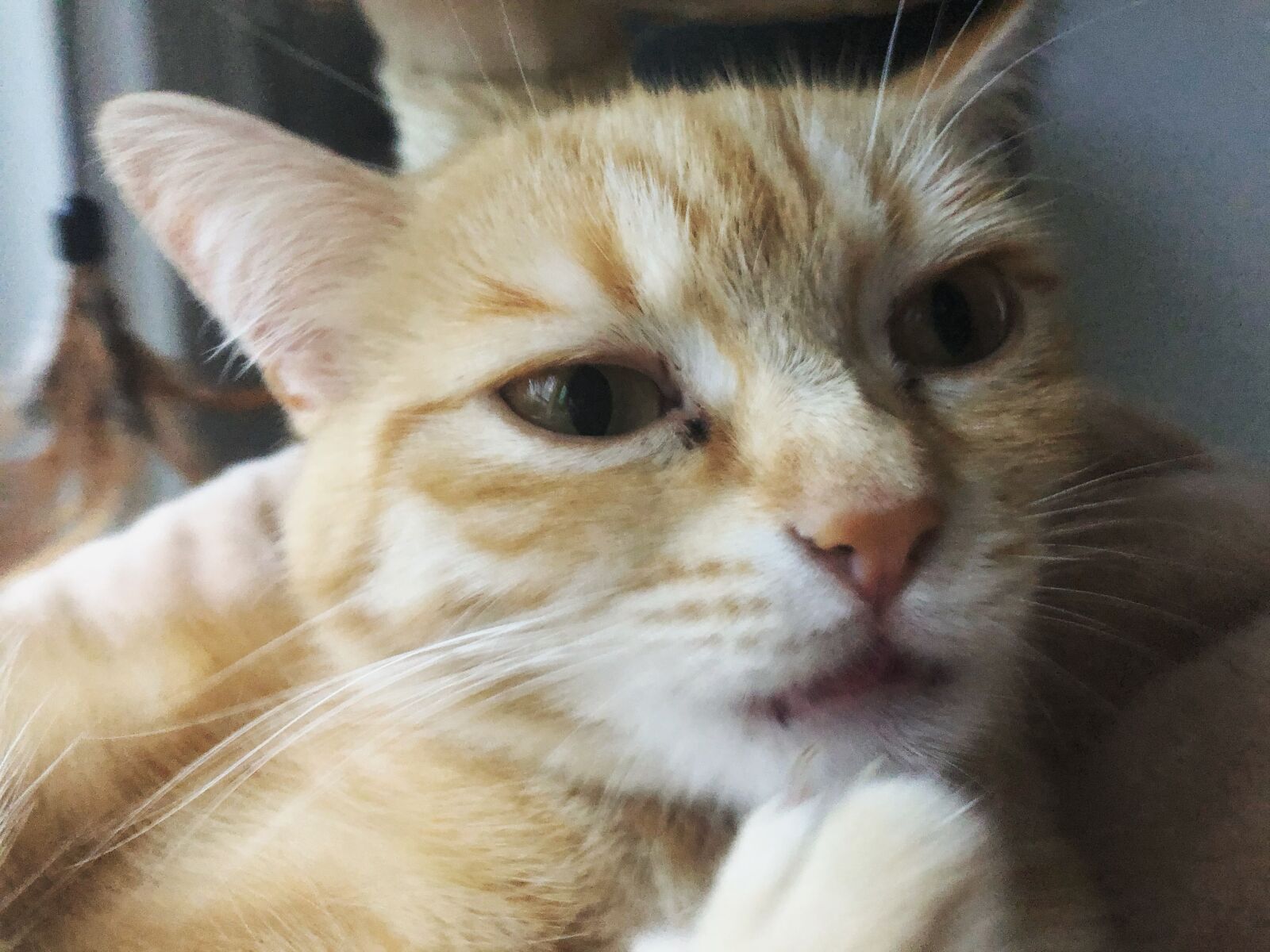 iPhone 8 back camera 3.99mm f/1.8 sample photo. Katze, kätzchen, gustaf photography