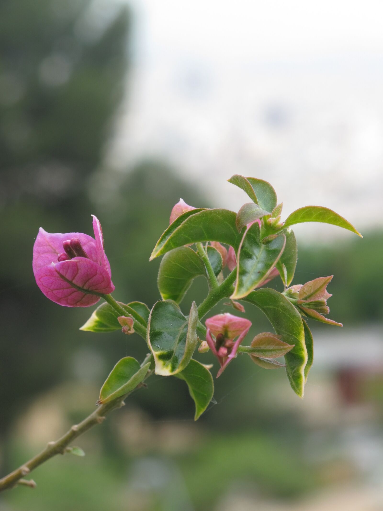 Canon PowerShot G12 sample photo. Bougainvillea, flower, magenta photography