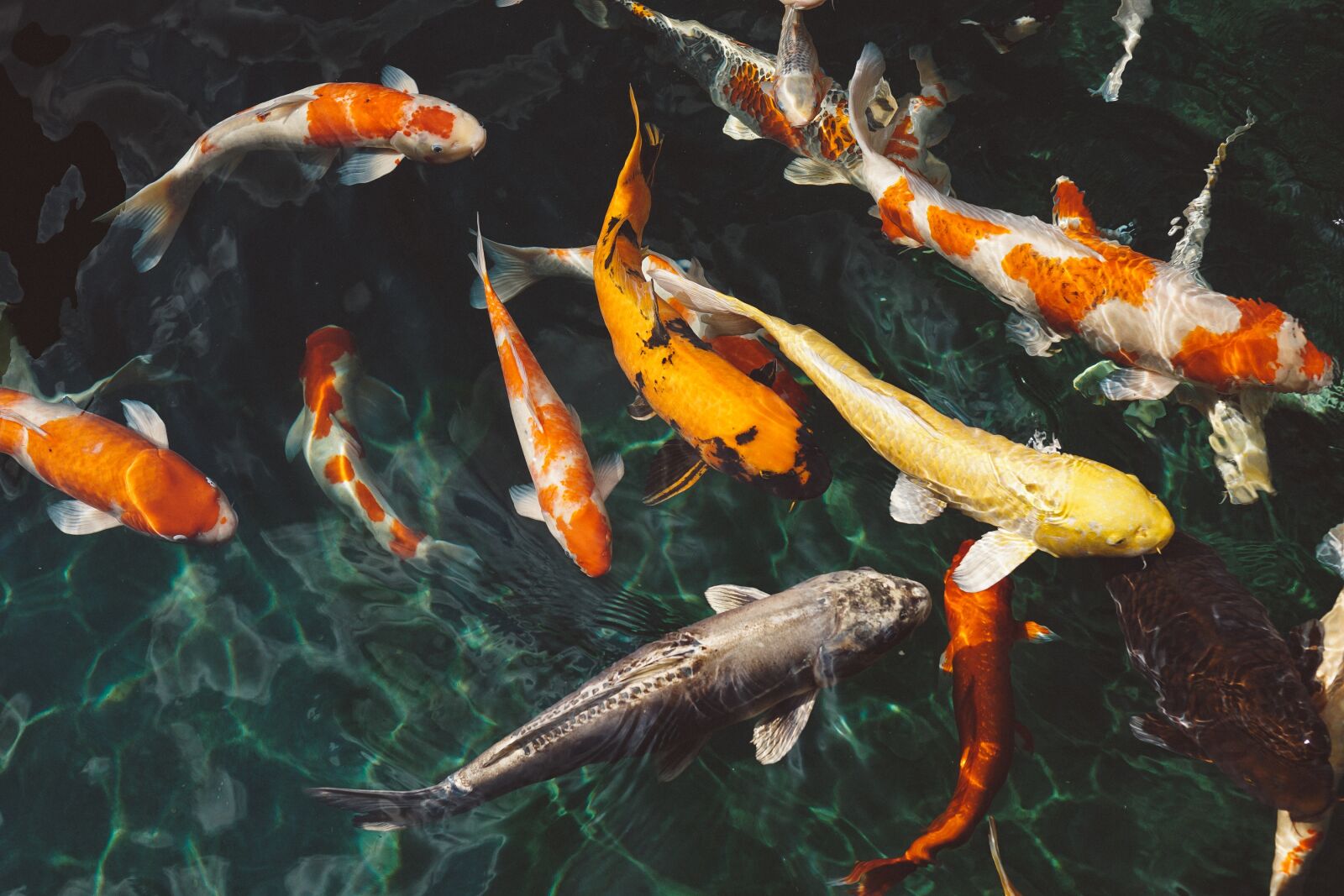 E 32mm F1.8 sample photo. Koi fish, animals, fish photography