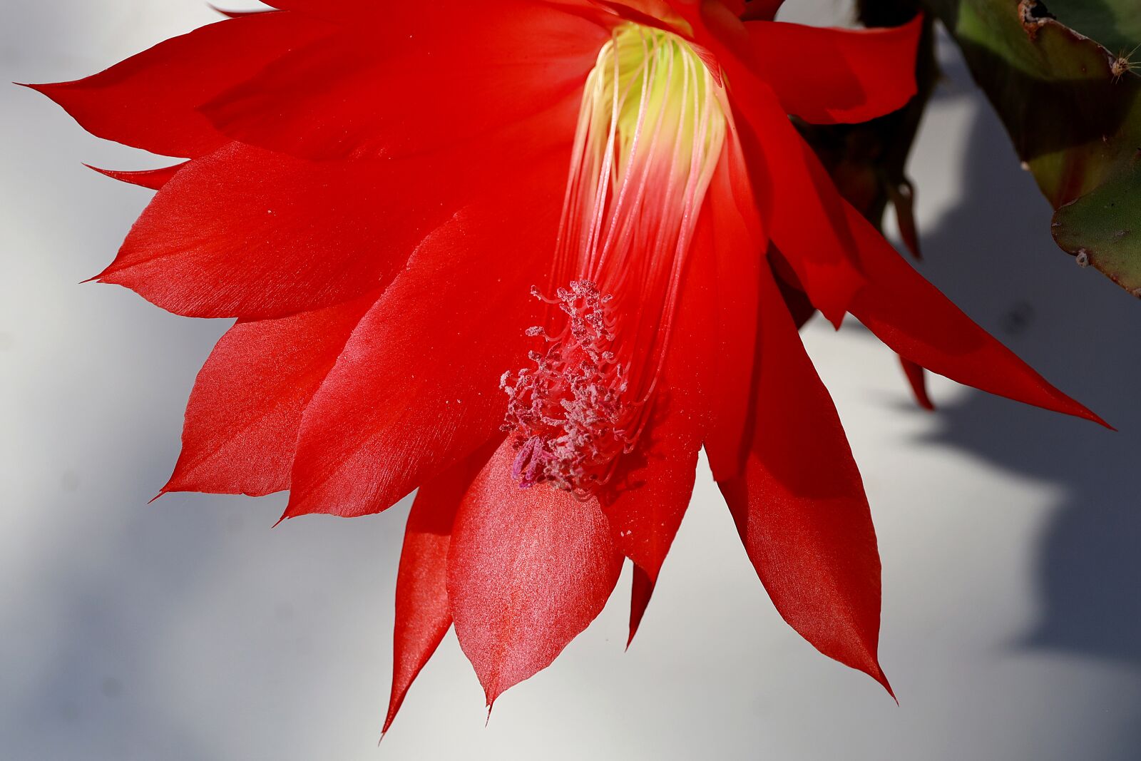 Canon EOS R sample photo. Cactus blossom, cactus, prickly photography