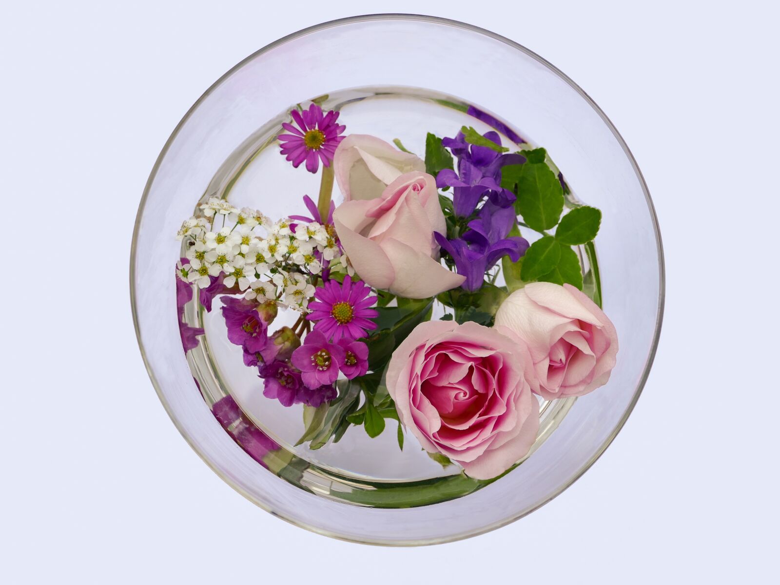 Panasonic Lumix DMC-FZ1000 sample photo. Flowers, rose, bergenia photography