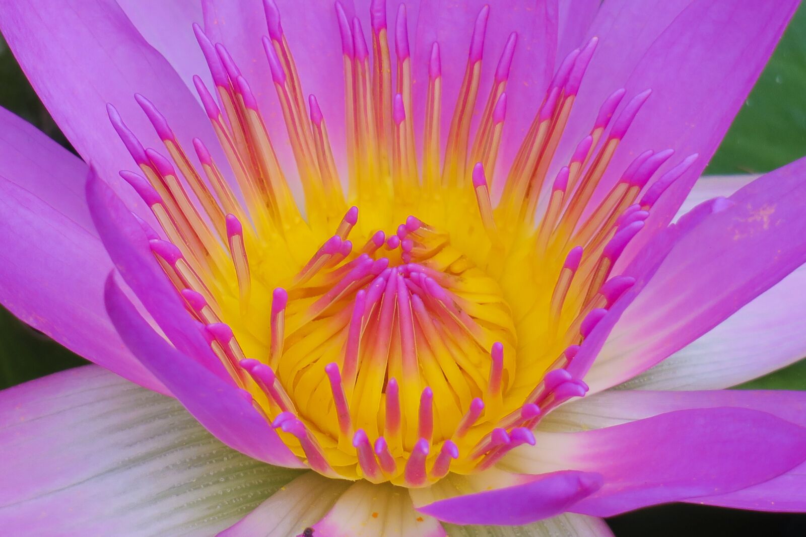Canon PowerShot G3 X sample photo. Pond, lotus, aquatic plants photography