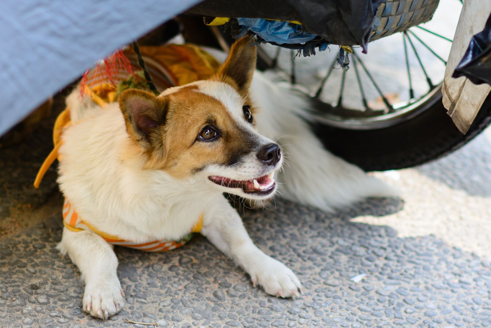 Nikon D7100 sample photo. Dog, pet, puppy photography
