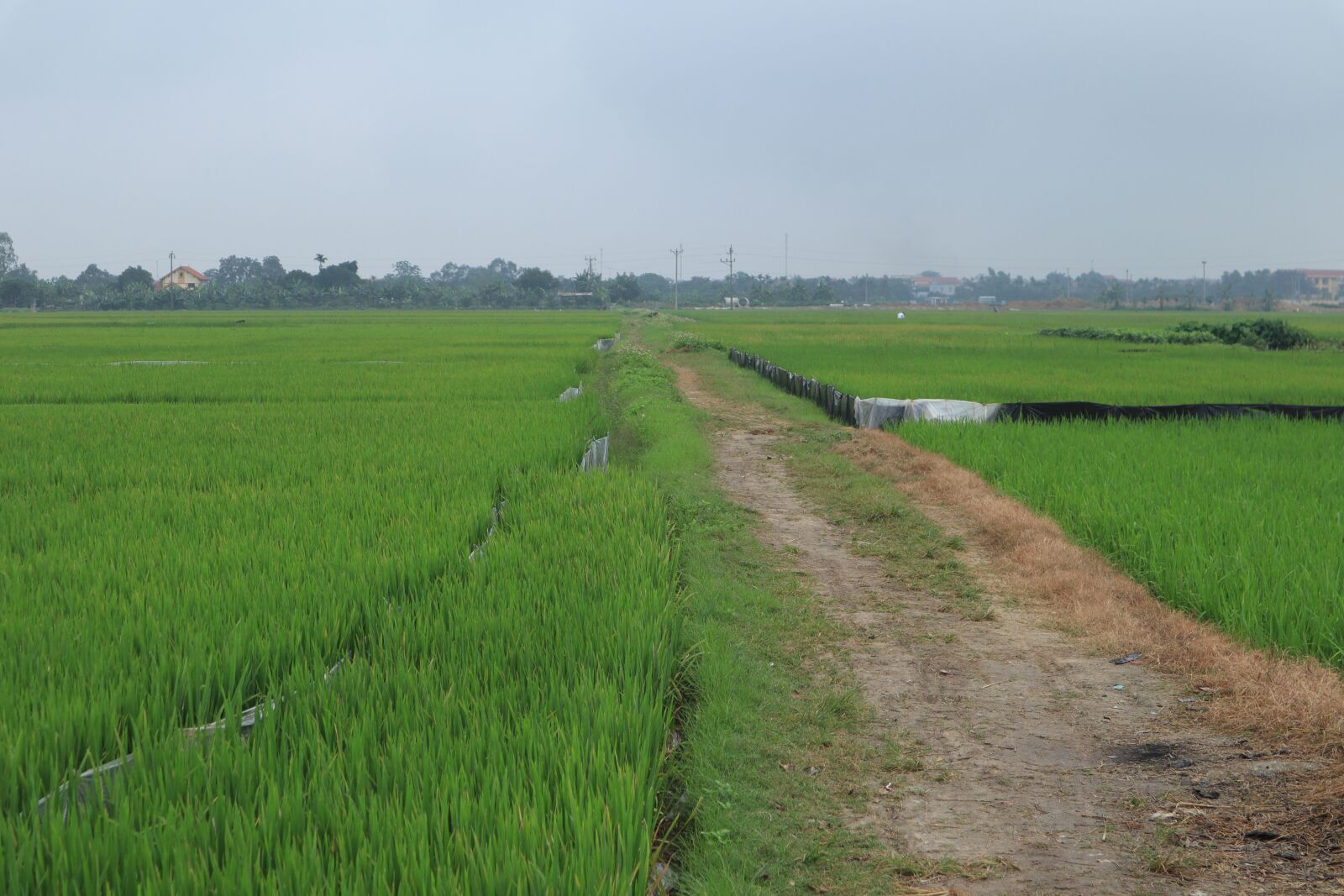 Canon EOS M50 (EOS Kiss M) sample photo. Silk, road, field photography