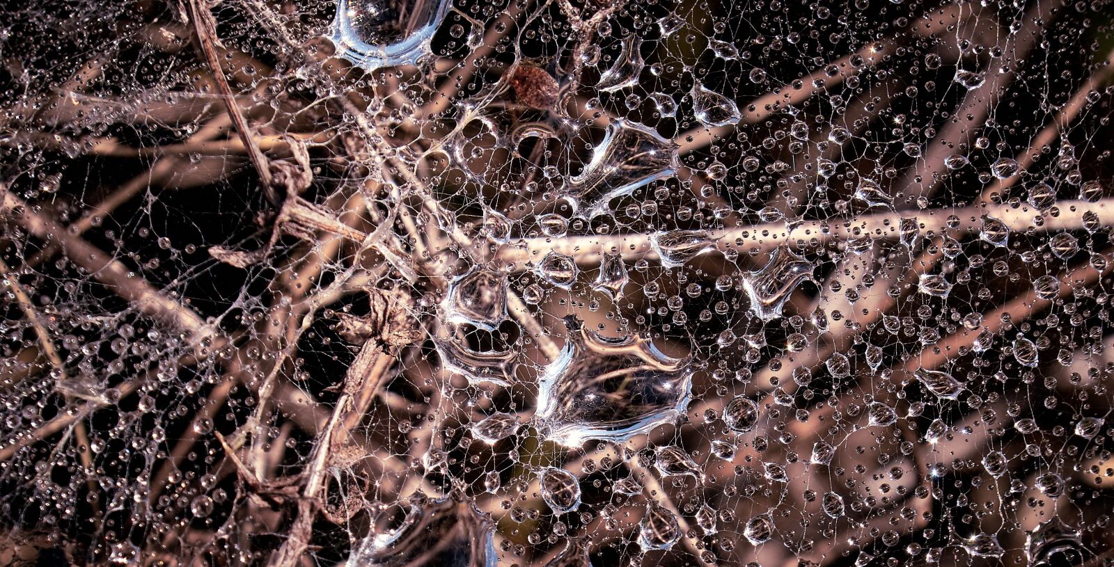 Fujifilm XF 18-55mm F2.8-4 R LM OIS sample photo. Morgentau, dew, cobweb photography