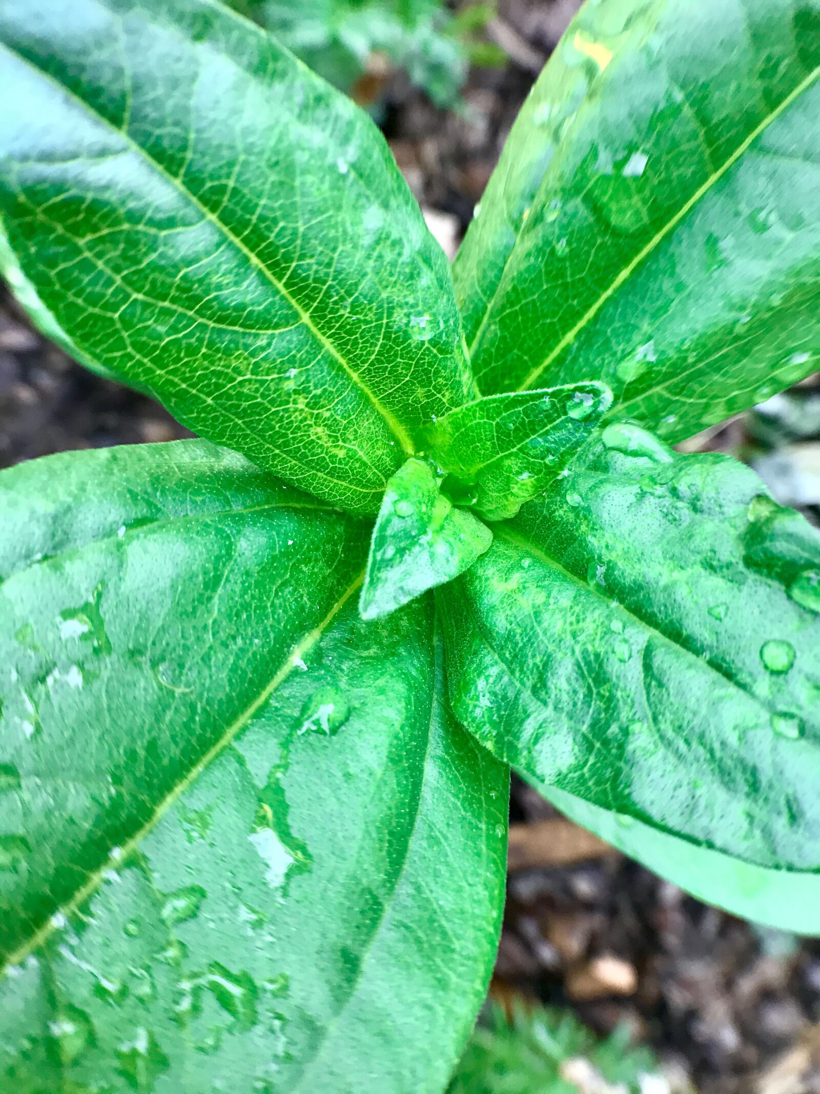 iPhone 7 back camera 3.99mm f/1.8 sample photo. Green, leaves, leaf photography